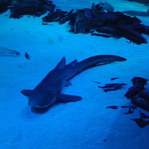 Another zebra shark, Pacific tank, 02/05/2009
