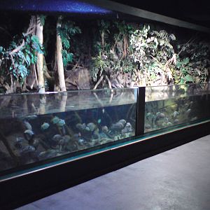 Mangrove tank, tropical freshwater, 02/05/2009