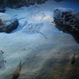 Tidal reach tank, 02/05/2009