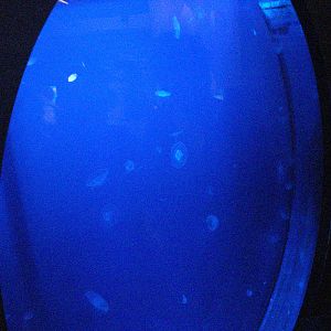 Jellyfish tank, 02/05/2009