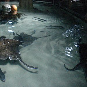 Ray lagoon, 02/05/2009