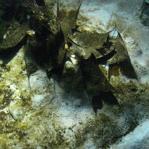 Mermaids' purses, ray lagoon, 02/05/2009