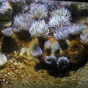 Anemone tank, ray lagoon, 02/05/2009
