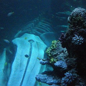 Reef tank, 02/05/2009