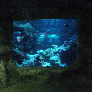 Smaller reef tank viewing window, 02/05/2009