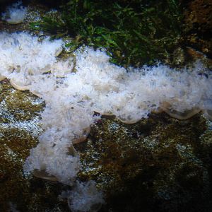 Upside down jellyfish tank, 02/05/2009