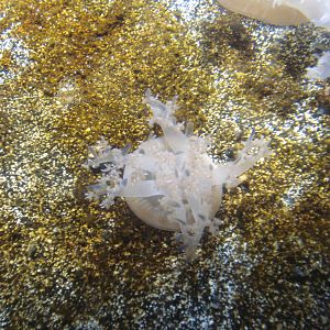 Upside down jellyfish, 02/05/2009