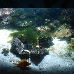 Spot the stonefish, 02/05/2009