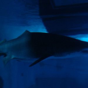 Sandtiger swimming under 'shark walk', 02/05/2009