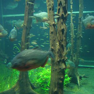 Piranha tank, 02/05/2009