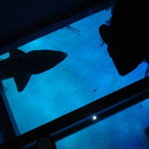 Shark walk, 02/05/2009