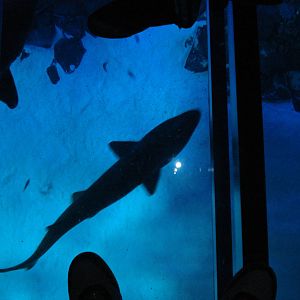 Shark walk, 02/05/2009