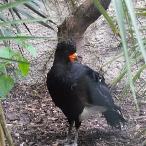 Male red-billed curassow