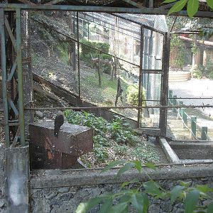 Looking out from the aviary - Spider Monkey