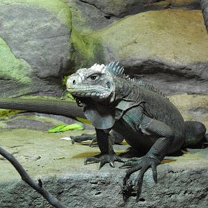 Lesser Antillean Iguana