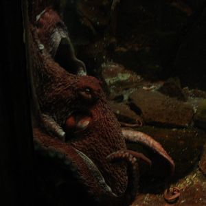 Octopus