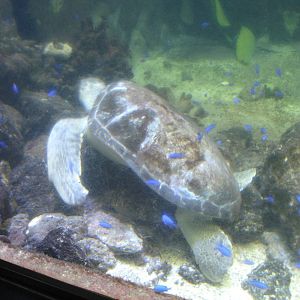 Turtle and little blue fish