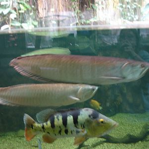 Arowana and other fish