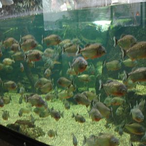 Piranha