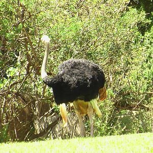 Savannah Exhibit - Ostrich
