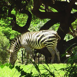 Savannah Exhibit - Zebra
