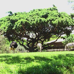 Savannah Exhibit - Ostrich and Zebra