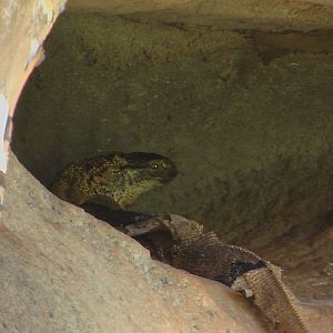 White-Throated Monitor