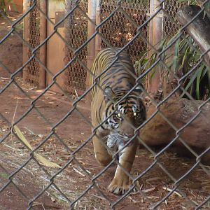 Sumatran Tiger