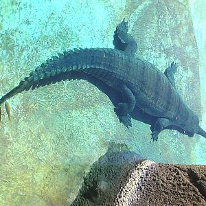 Indian Gharial