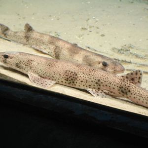 pink spotted sharks