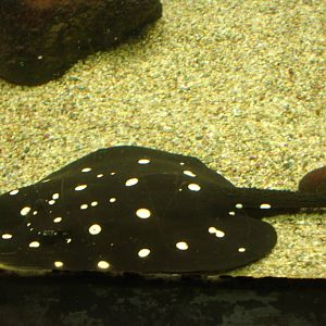 Spotted Ray
