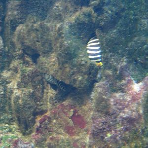Zebra Moray Eel
