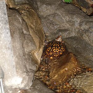 Eastern Box Turtle