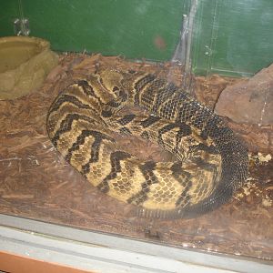 Timber Rattlesnake