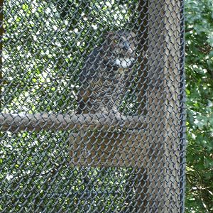 Great Horned Owl