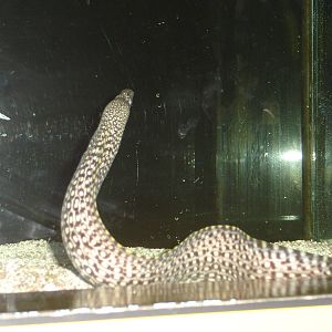 Eel