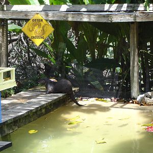 Otter Crossing