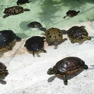 Herd of Turtles