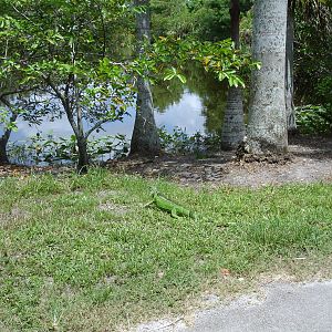Feral Iguana