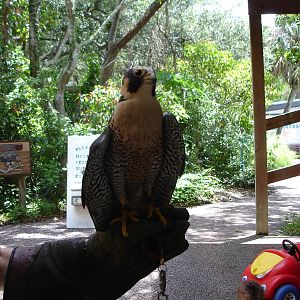 Peregrine Falcon