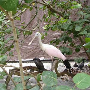 Roseate Spoonbill