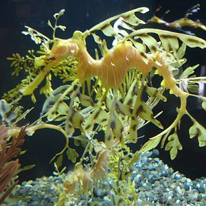 Leafy Sea Dragon