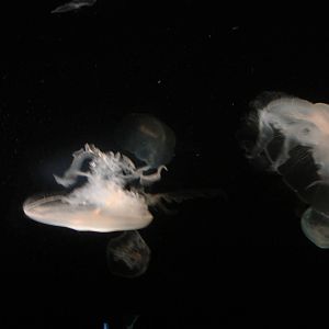 Jellies