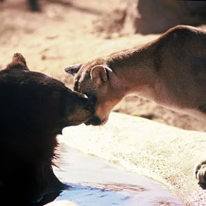 at old Fountain Hills location