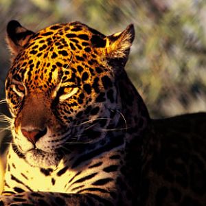 at old Fountain Hills location