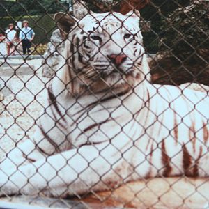 White Tiger @ Bristol; 13.07.83