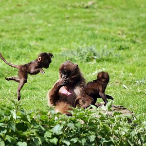 Flying Gelada