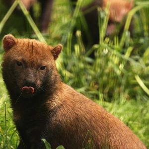 Bush Dog
