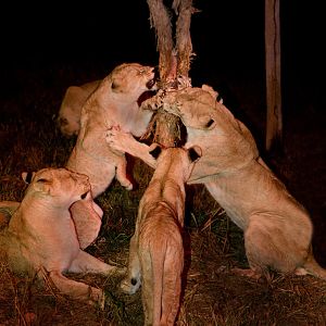 Lg 080613 IMG 3343raw