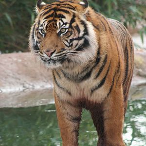 Sumatran tiger @ South Lakes 15.03.06